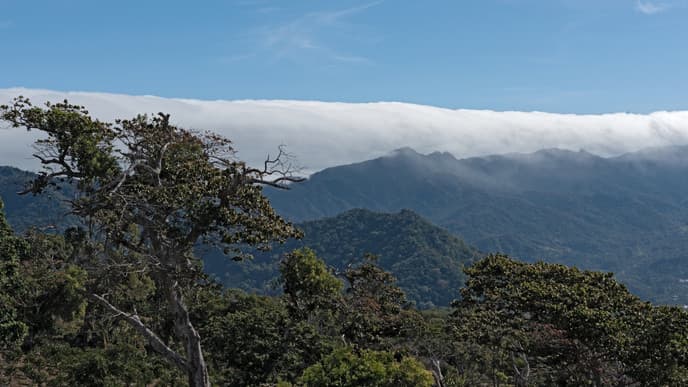 Visit a Coffee Plantation
