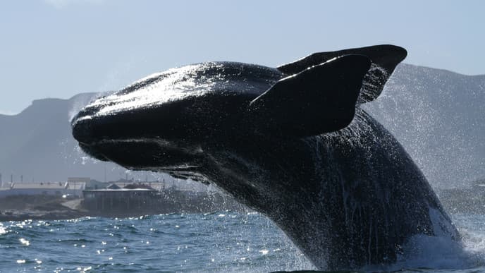 Walbeobachtung in Hermanus