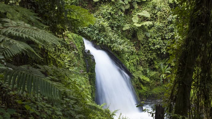 Day 2 - Mt Kenya Forest