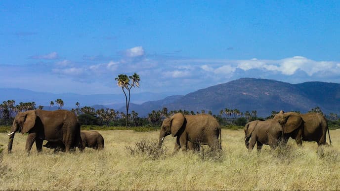 Flug nach Samburu