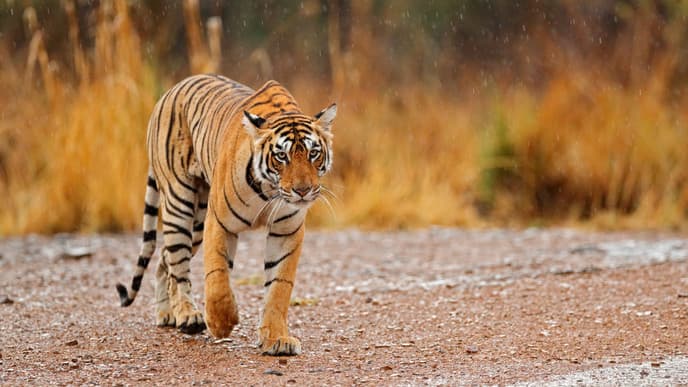 Tiger-Safari im Naturschutzgebiet