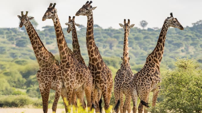 Journey to the Land of Giraffes, Zebras, and Lions