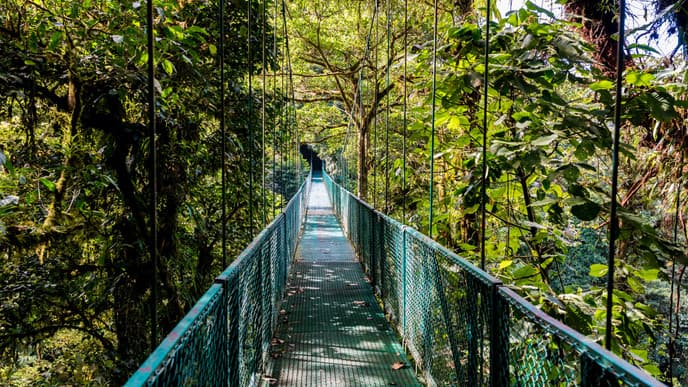 Monteverde: Hängebrücken, Schmetterlinge & Orchideen