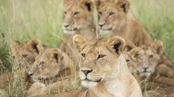 Admire the Expanses of the Serengeti