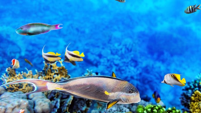 Underwater life