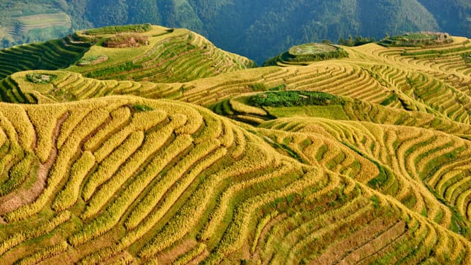 Die Reisterrassen bei Longsheng