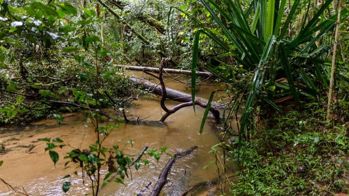 Drive To Lovely Andasibe