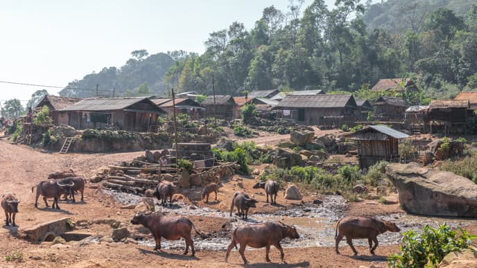 Ancient Trees &  Landscapes