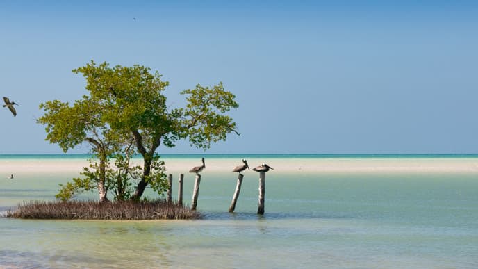 Mit dem Kayak durch die Mangroven