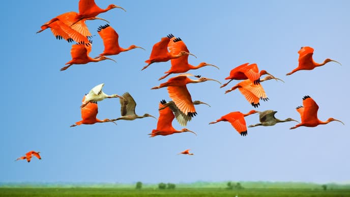 Vogelparadies & einsame Strände