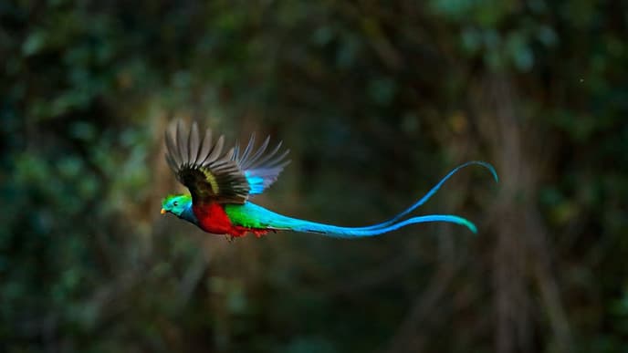 In search of the resplendent quetzal