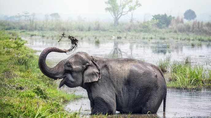 Witness wildlife in Chitwan