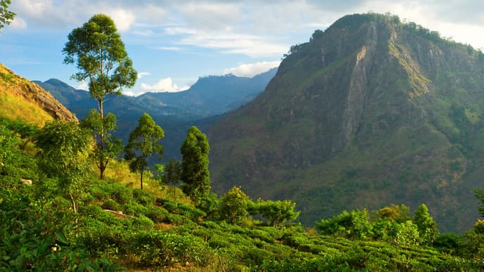 Visit a Tea Plantation!