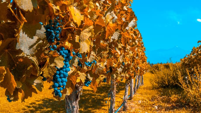 Journey to Mendoza