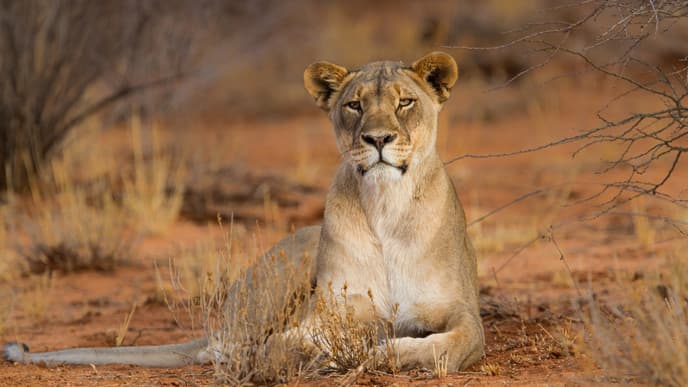 Auf Wiedersehen Namibia!