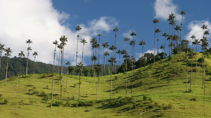 Explore the Cocora Valley & Salento
