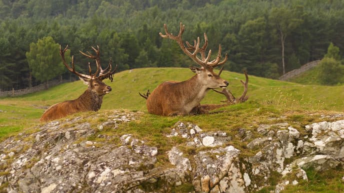 Journey into the Scottish Highlands
