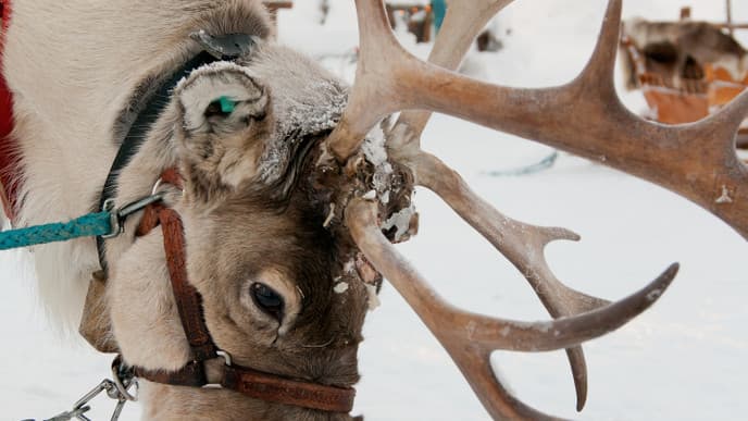Meet the Lappish Animals