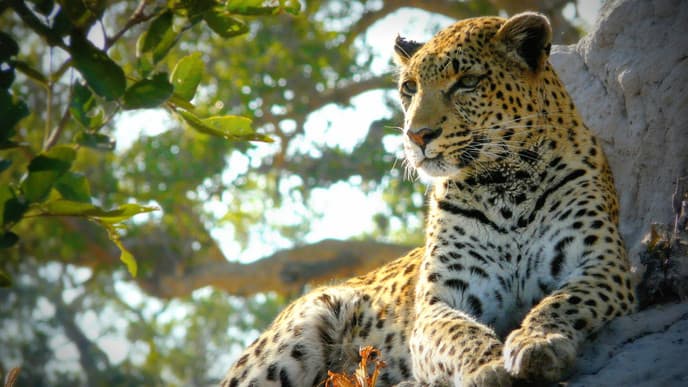 Slow your pace in the Okavango Delta