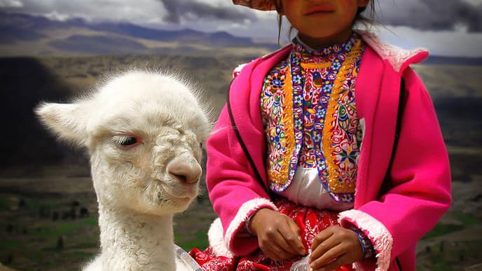 König der Anden: der Kondor