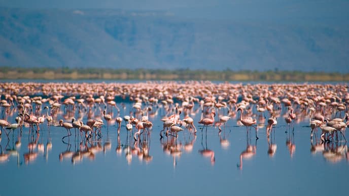 One Final Adventure in the Serengeti