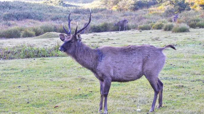 Wildlife & a tea tasting