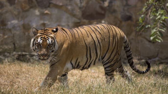 Tiger-Tracking – auf den Spuren des Königs