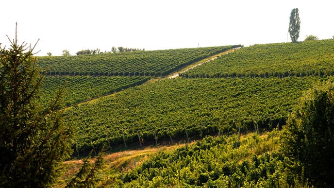 Taste the Wallachian Wines of Dragasani