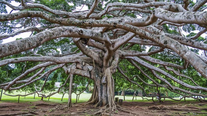 Botanischer Garten & "Little England"