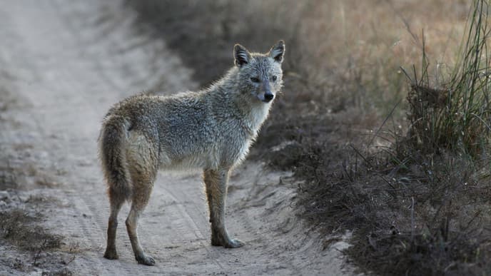 The beauty of Kanha National Park