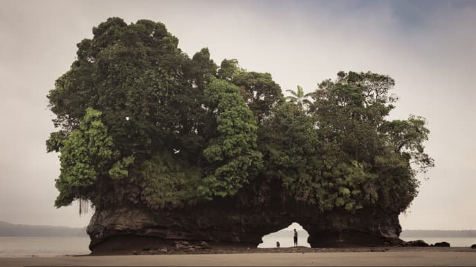 Wax Palms and Coffee!