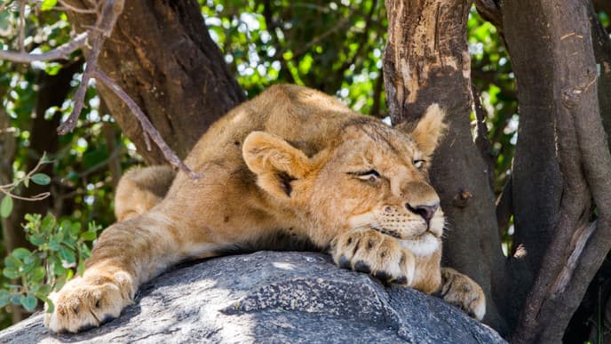 Spot Tree-climbing Lions at Lake Manyara Park
