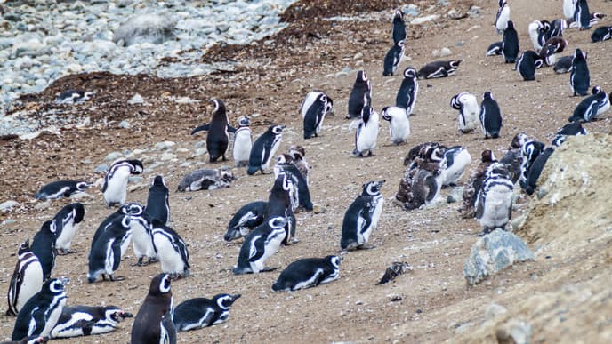 Pinguine auf der Isla Magdalena