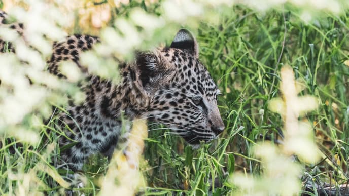 Thrilling experiences at AfriCAT