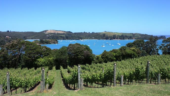 Zip-lines & vineyards
