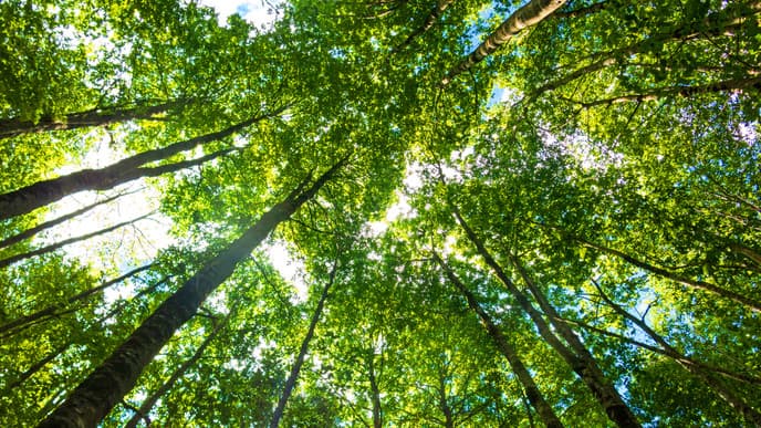 Hike through the Majesty of the Rainforest