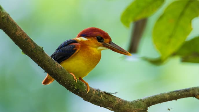 Tiere im Tabin Nationalpark