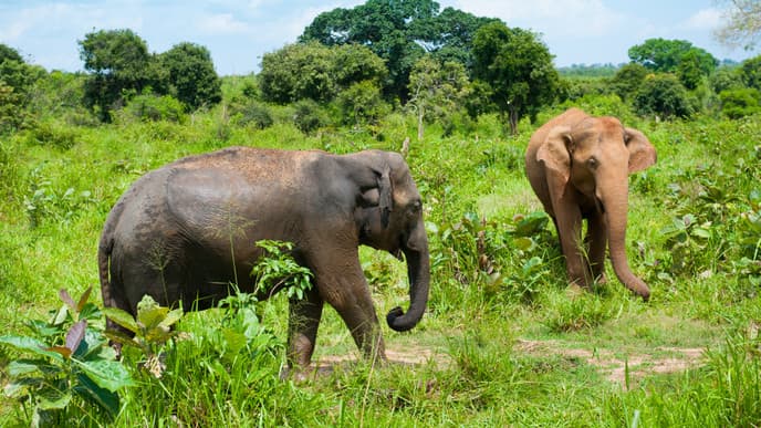 Safari adventure in Udawalawe
