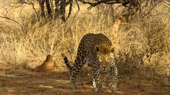 Learn about Okonjima's incredible big cats