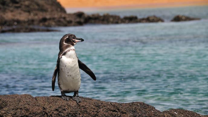 A day on an uninhabited island