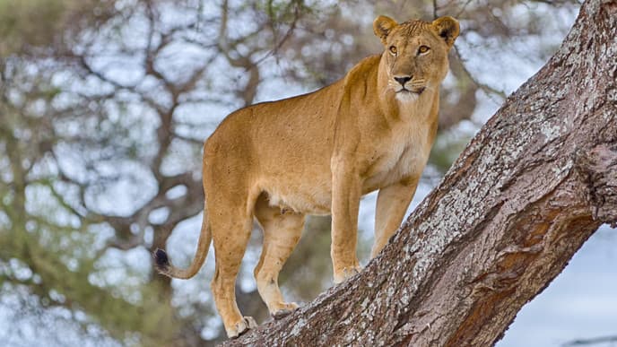 Tree climbing lions in Lake Manyara National Park