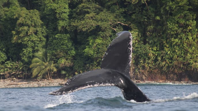 Immerse yourself in the wonders of Nuqui