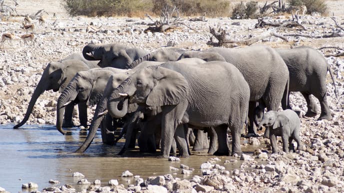 Etosha Nationalpark: Auf zum Tierparadies