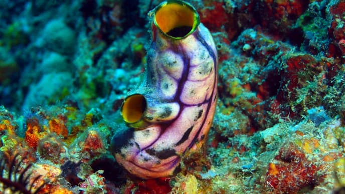 Schnorcheln im Nationalpark