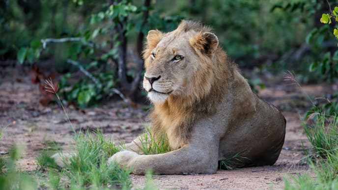 Zu Fuß durch die Wildnis Südafrikas