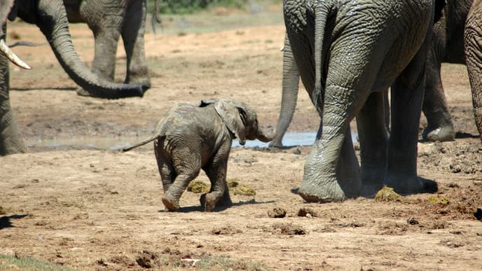 Wildtiere in ihrem natürlichen Lebensraum