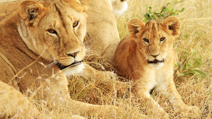 Be Stunned By The Wildlife Of The Mara