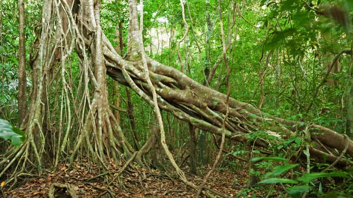 Nam Cat Tien Nationalpark