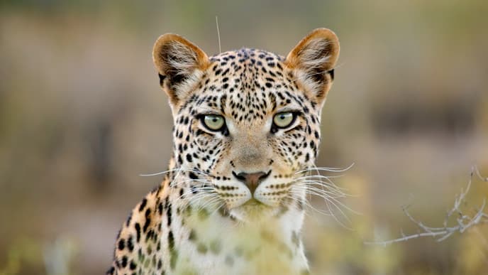 Take a game drive adventure