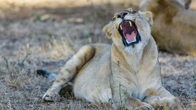 Game Drive through the Makalali Conservancy